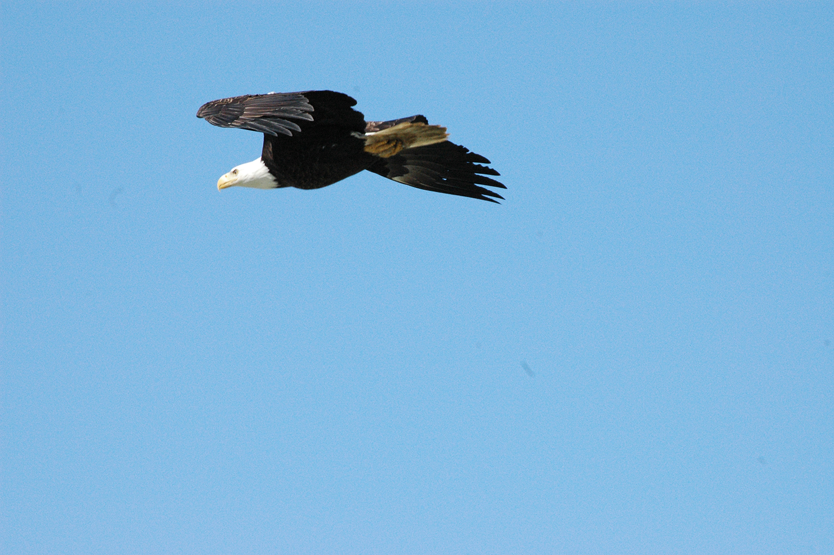 Eagle in flight
