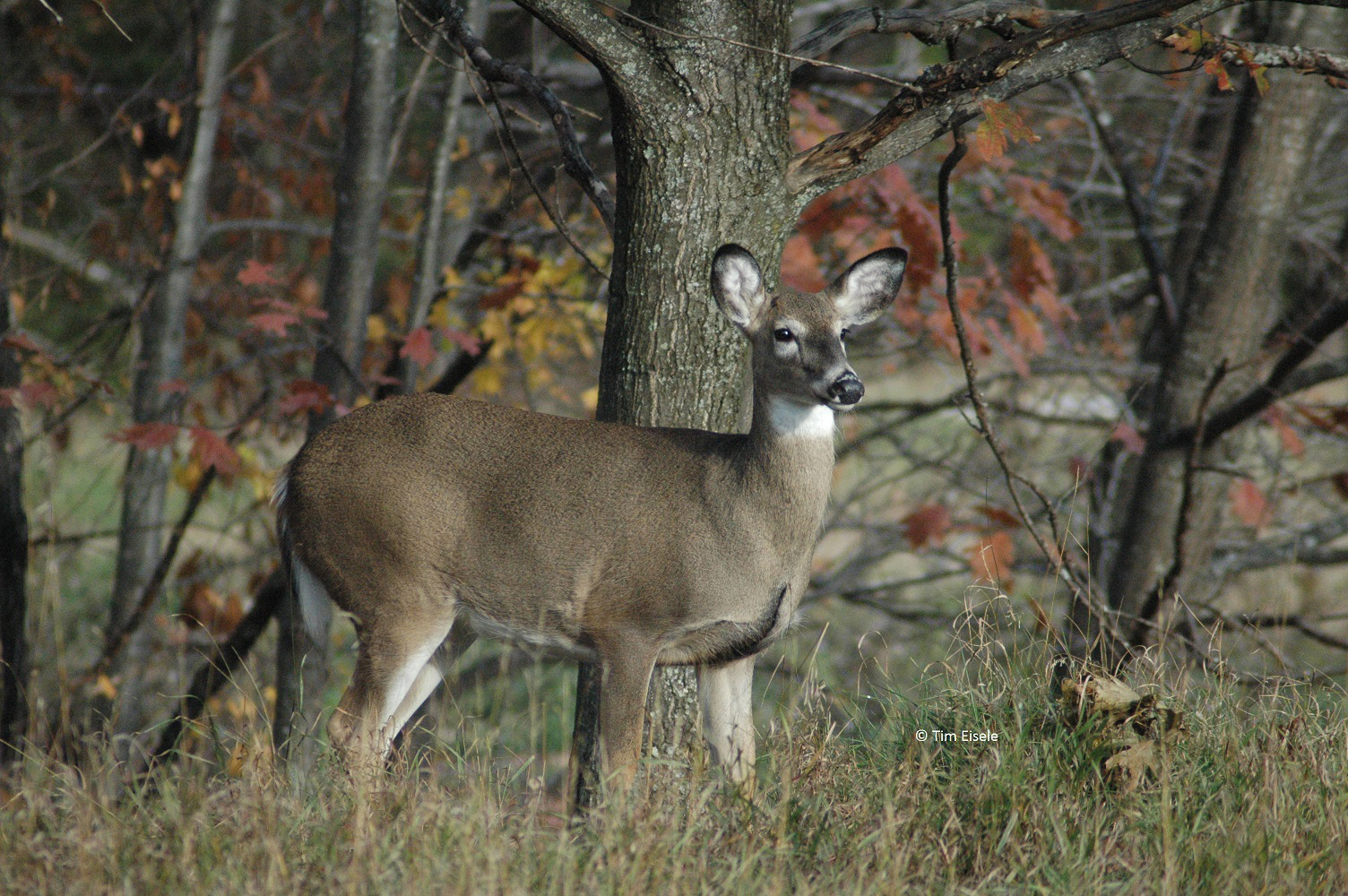 White-tail deer